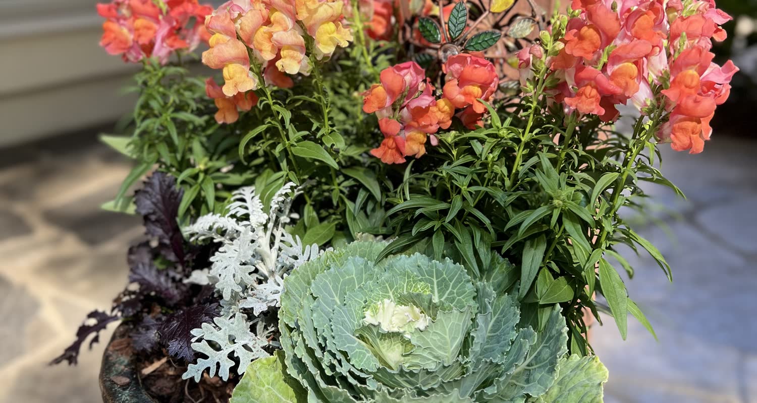 Superscapes seasonal color