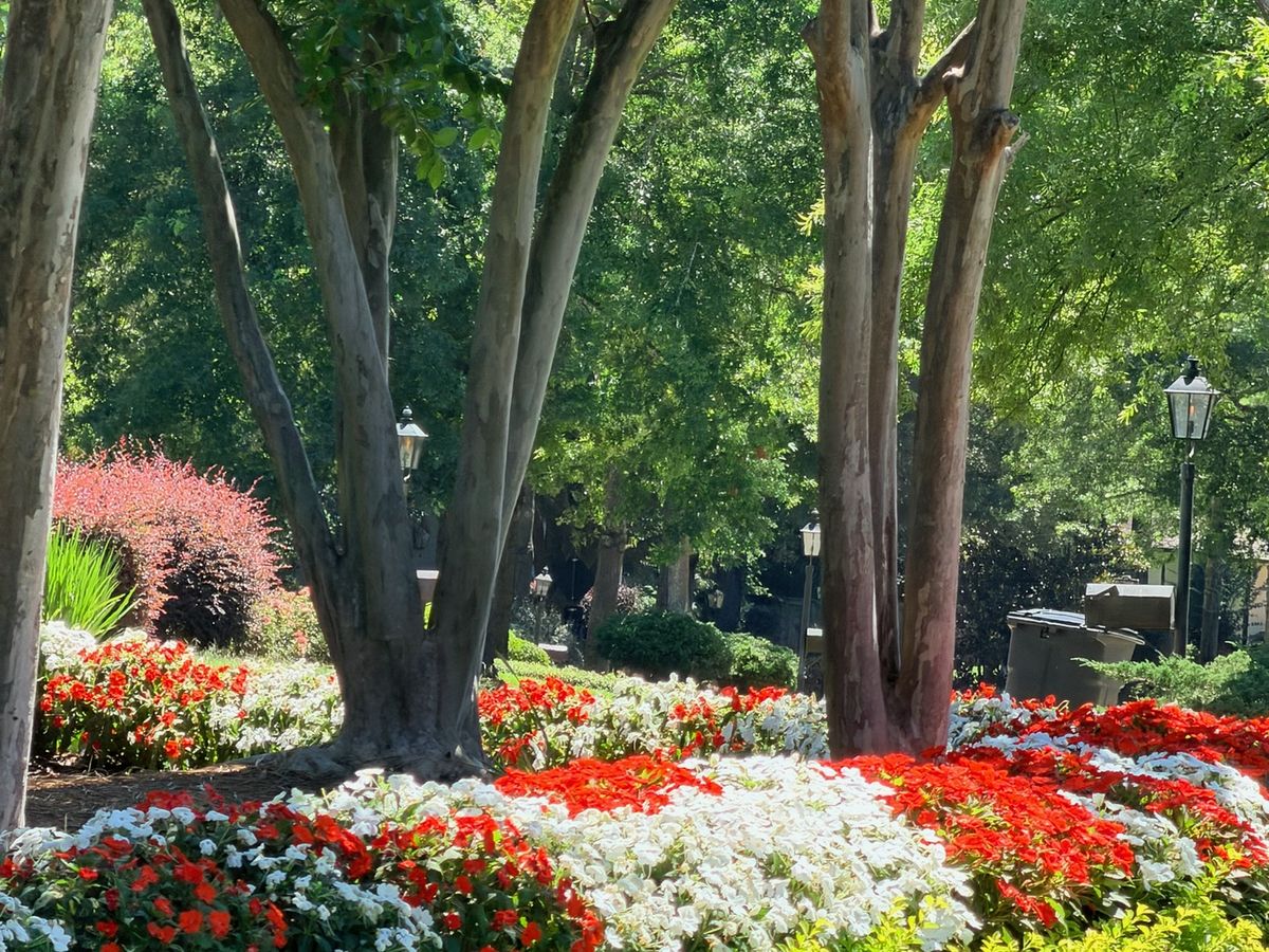 Superscapes red and white impatiens flower bed