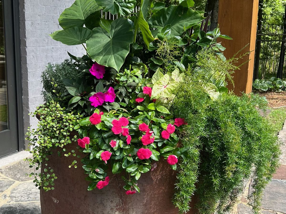 Superscapes container garden with elephant ear and impatiens