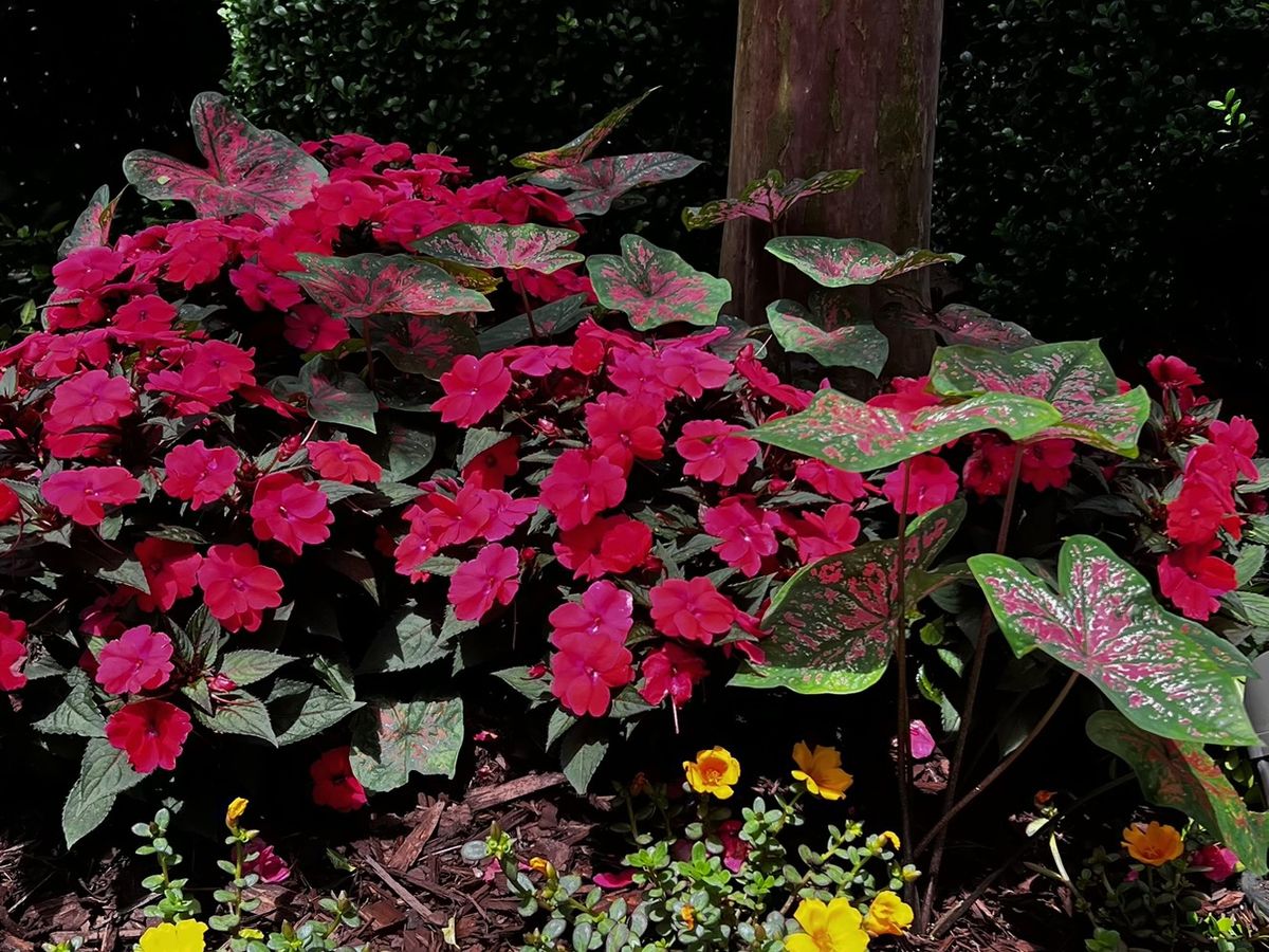 Superscapes mixed seasonal flower bed