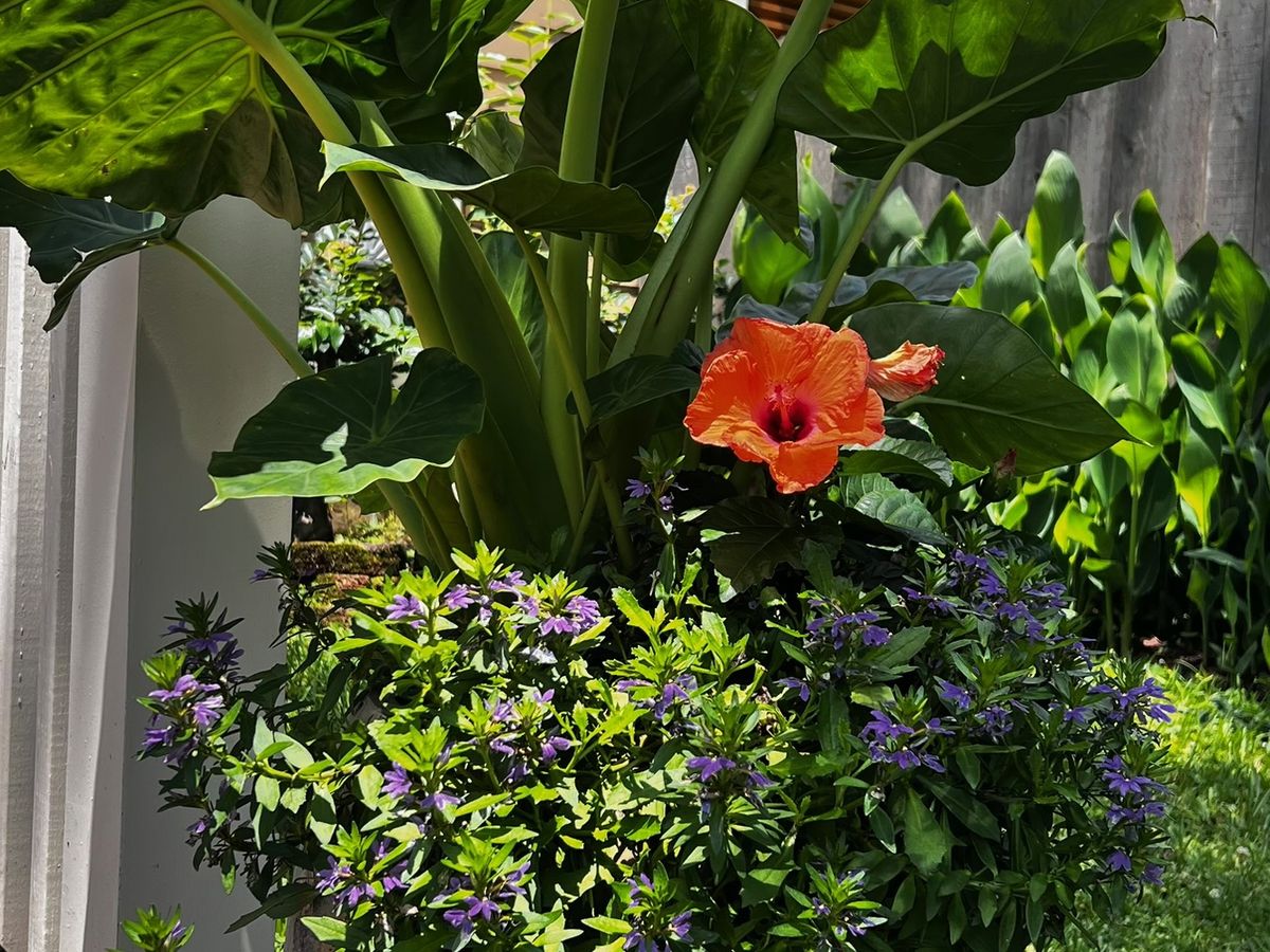 Superscapes container with hibiscus and blue scaevola