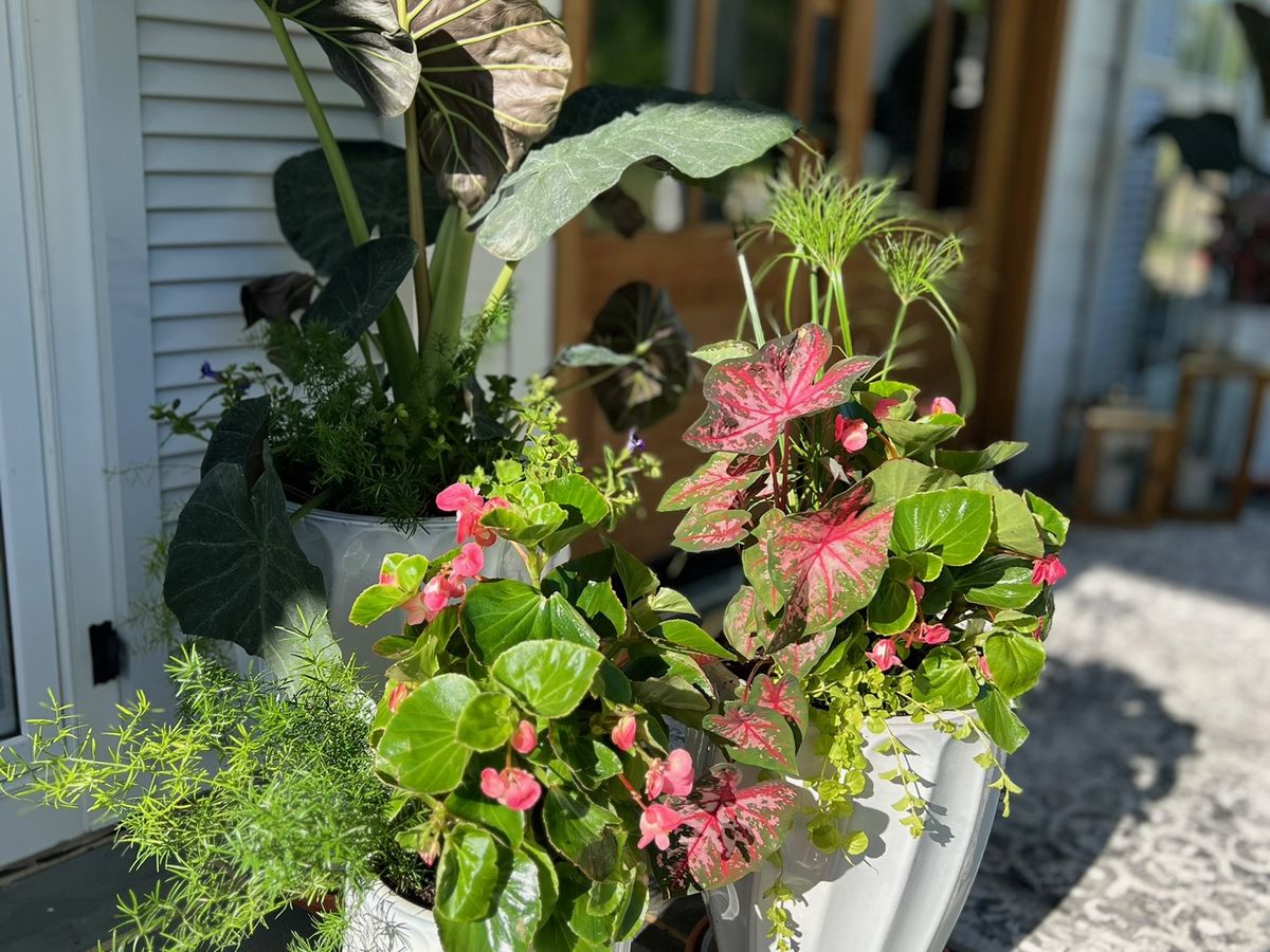 Superscapes seasonal container plantings on a porch